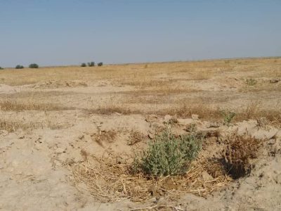 ۱۳ میلیون اصله نهال مرتعی و بیابانی طی ۹ سال در گلستان تولید شد.