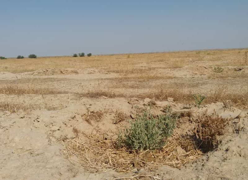 ۱۳ میلیون اصله نهال مرتعی و بیابانی طی ۹ سال در گلستان تولید شد.