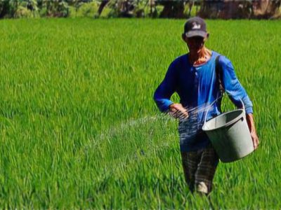 توزیع ۷۲۳تن انواع کود ‌کشاورزی یارانه ای برای مصرف کشاورزان برنج کار