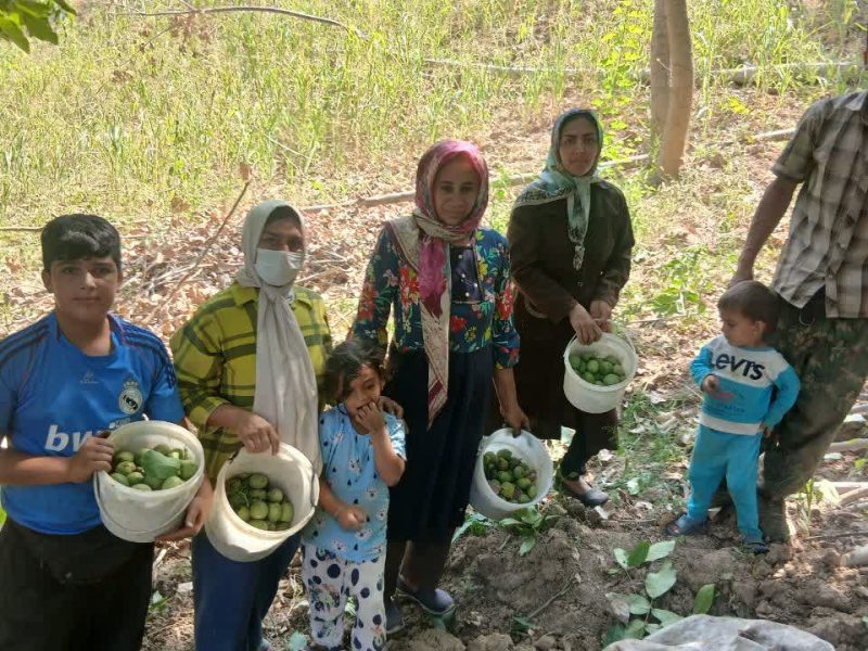 حفظ جنگل‌های هیرکانی در گرو تأمین معیشت پایدار است
