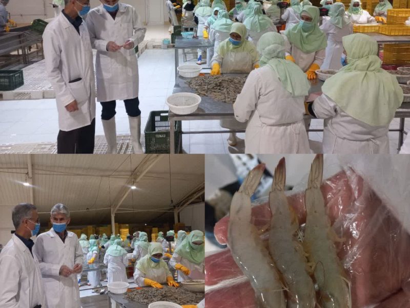 بازدید از مراکز عمل آوری و بسته بندی میگو توسط کارشناسان دامپزشکی استان انجام می شود.