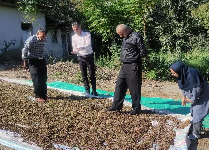 بازدید دوره‌ای از نهالستان‌های دولتی استان گلستان