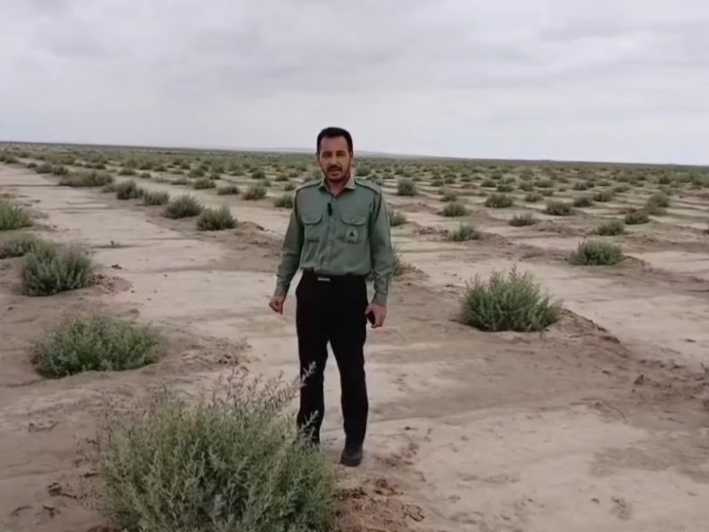 اثر بخشی عملیات بوته‌کاری در عرصه ۵۰۰ هکتاری مرتع خیرخواجه گنبدکاووس