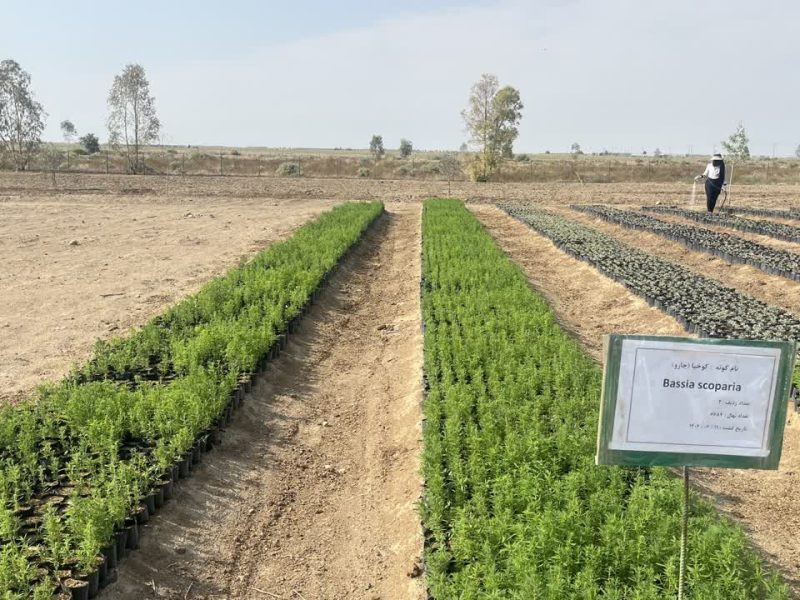 گونه جارو؛ مکملی ارزشمند برای دام و سپری مقاوم برای مراتع استان گلستان