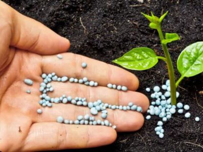 محدودیتی  برای تامین و توزیع کود اوره نداریم