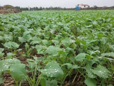 با شروع‌کشت پاییزه بیش از۳ هزار و ۸۰۰ کود در اختیار‌کشاورزان کلزا کار قرار گرفته است.