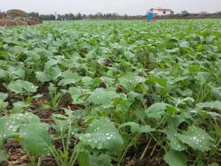 با شروعکشت پاییزه بیش از۳ هزار و ۸۰۰ کود در اختیارکشاورزان کلزا کار قرار گرفته است.