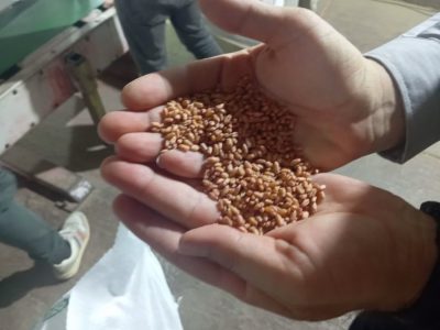 ۳۵ کارگزار  منتخب کار توزیع  بذر شرکت خدمات حمایتی کشاورزی استان  بر عهده دارند