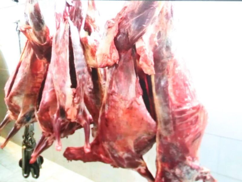 کشف۷ لاشه گوسفندذبح شده غیربهداشتی قبل از ورود به چرخه غذایی توسط مرزبانان گلستان