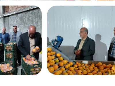 بازدید از روند خرید و ذخیره سازی میوه پرتقال طرح تنظیم بازار ایام پایانی سال ۱۴۰۴ و نوروز ۱۴۰۵