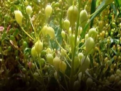 توزیع ۶۲ تن کود برای مزارع کاملینا استان گلستان