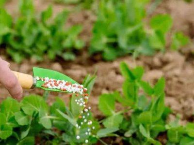 از خاک تا سفره، کود مورد نیاز مزارع نخود تامین شد