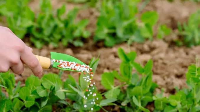 از خاک تا سفره، کود مورد نیاز مزارع نخود تامین شد