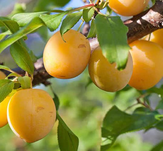 مجید محمدی : توزیع کود برای  افزایش کیفیت محصول باغ آلو