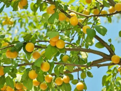 توزیع شفاف و سریع کود برای باغات آلو با همکاری شبکه کارگزاری‌های گلستان