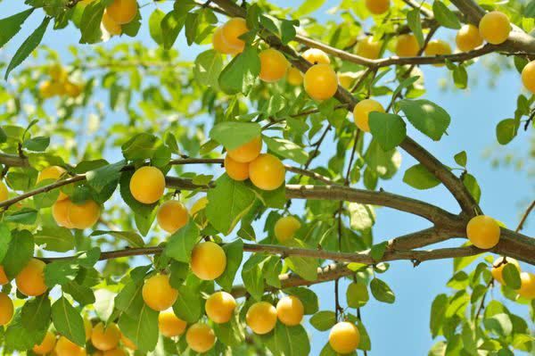 توزیع شفاف و سریع کود برای باغات آلو با همکاری شبکه کارگزاریهای گلستان
