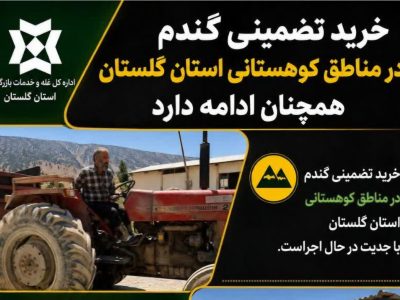خرید تضمینی گندم در مناطق کوهستانی استان گلستان همچنان ادامه دارد