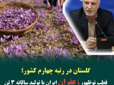 گلستان در رتبه چهارم کشور؛ قطب نوظهور زعفران ایران با تولید سالانه ۳ تن
