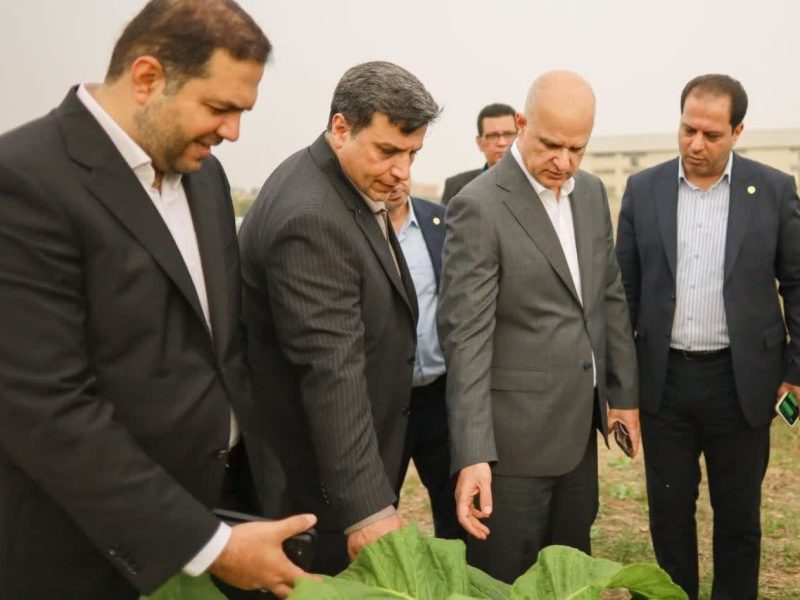 حمایت ۹۰ میلیارد تومانی دخانیات ایران از توتون‌کاران گلستان در دو هفته نخست مدیریت بحرینی‌مقدم